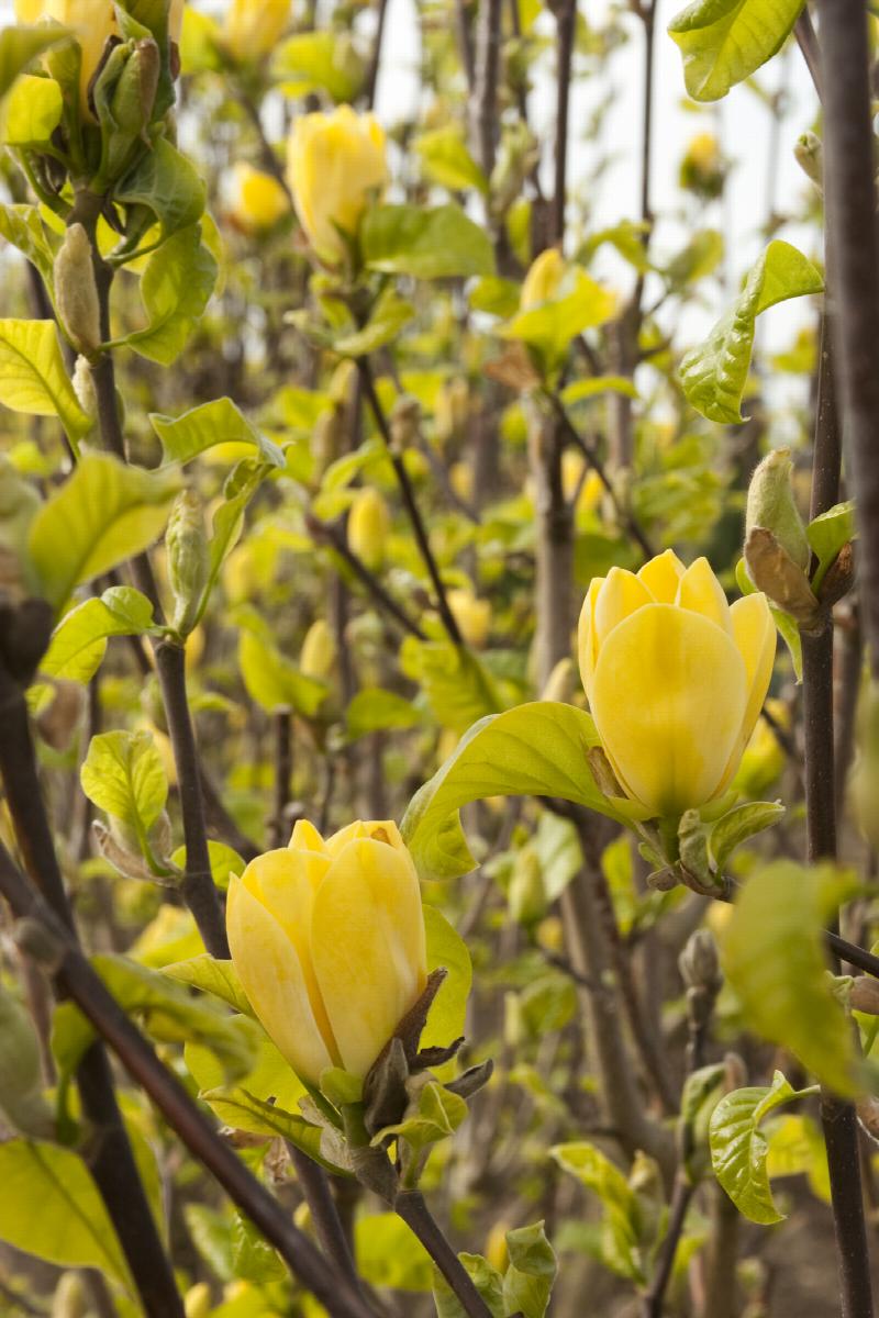 Magnolia - Yellow Bird