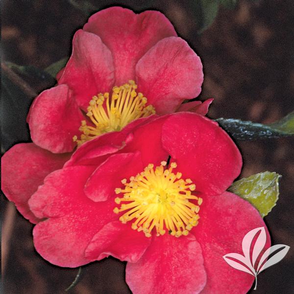 Camellia - Yuletide