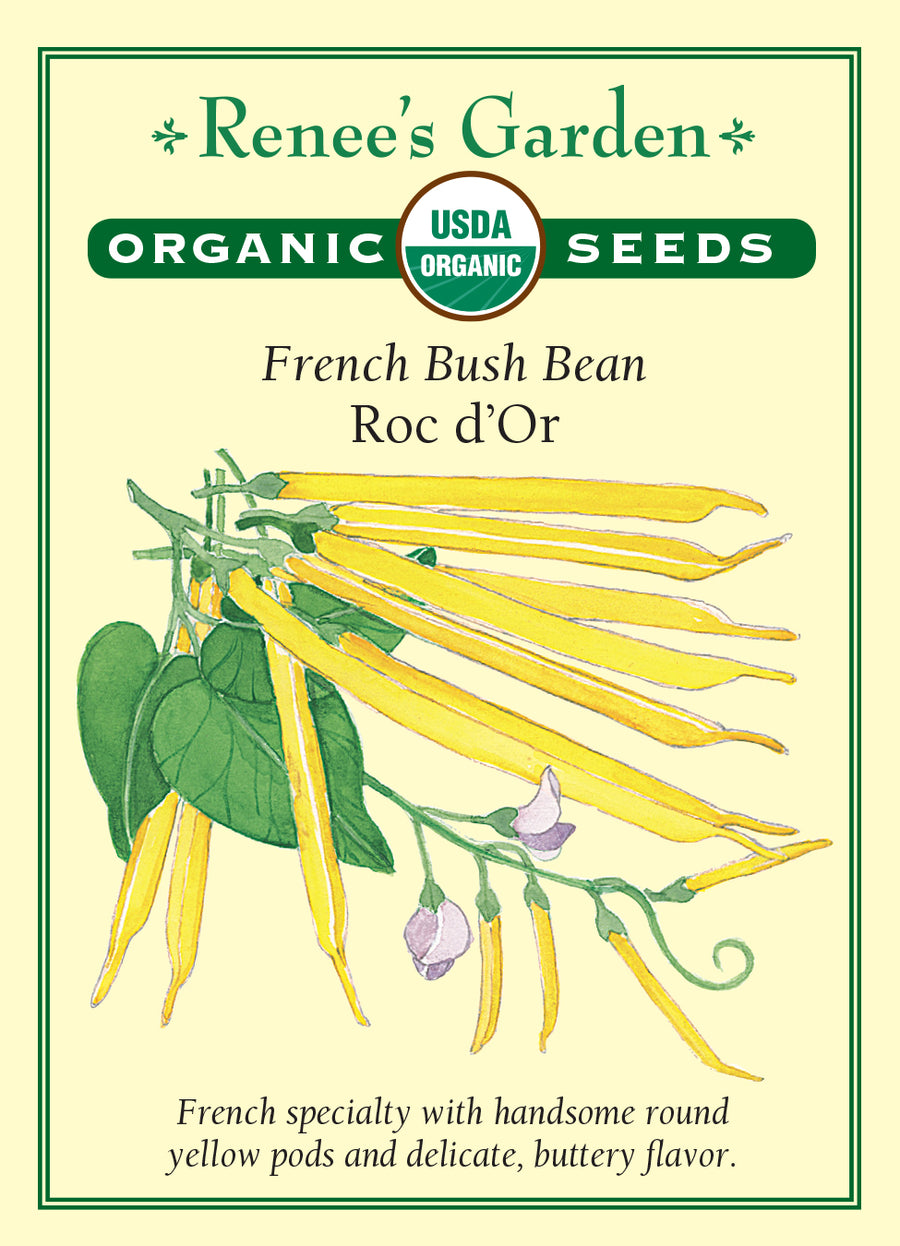 Bean Bush Roc d'Or All Natural Seeds
