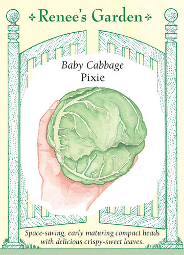Cabbage Pixie Seeds