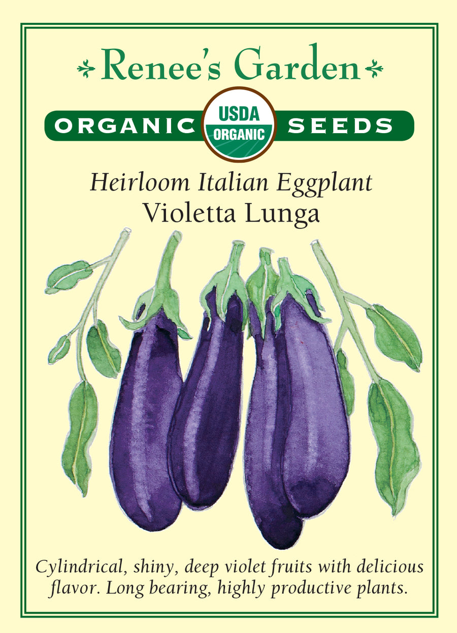 Eggplant Italian Violetta Lunga All Natural Seeds