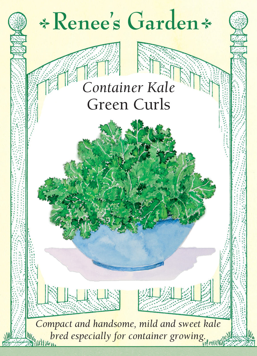 Kale Green Curls Container Seeds