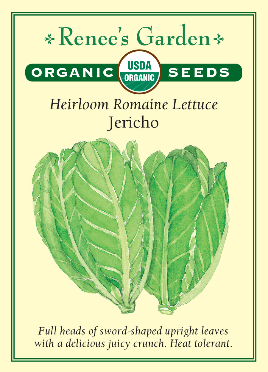 Lettuce Jericho Romaine All Natural Seeds