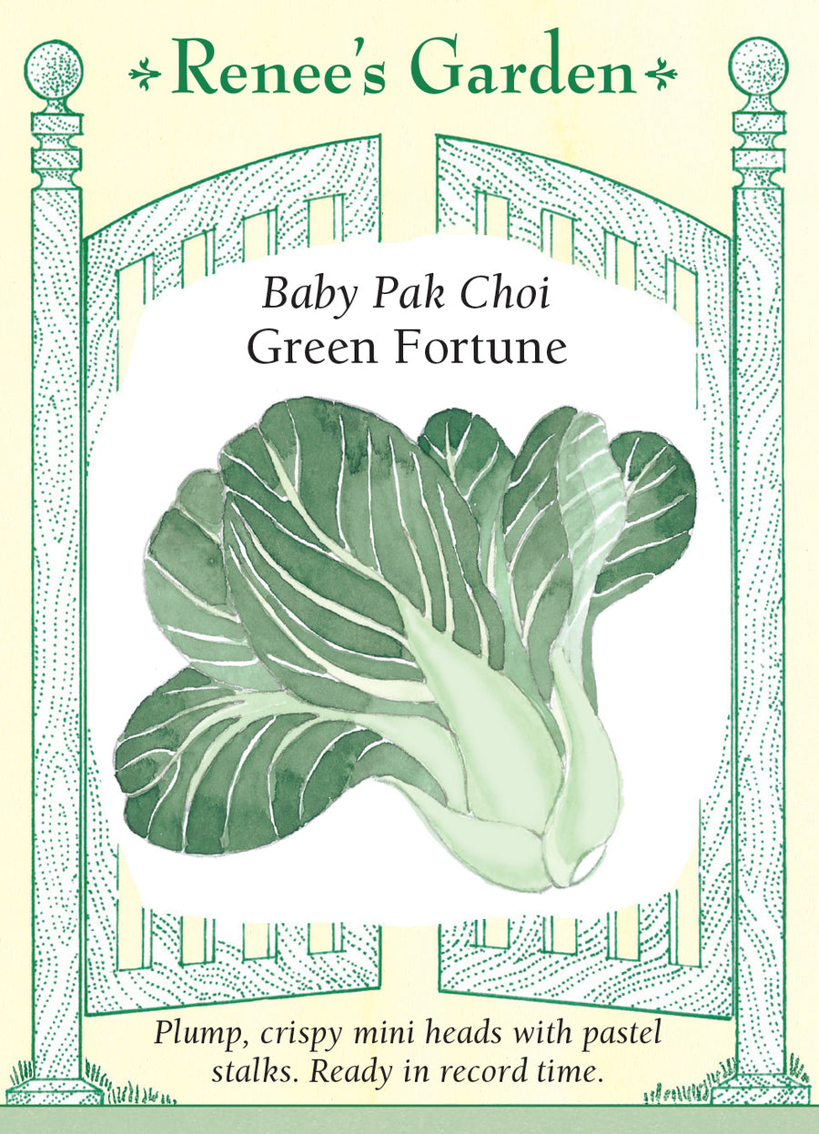 Pak Choi Green Fortune Baby Seeds