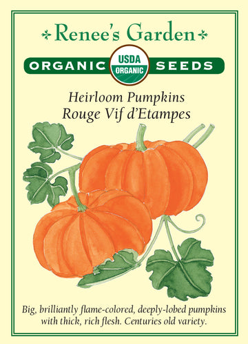 Pumpkin Rouge Vif d'Etampes All Natural Seeds