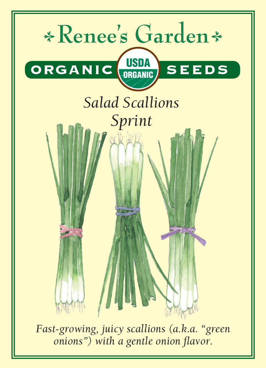 Onion Scallions Sprint Seeds