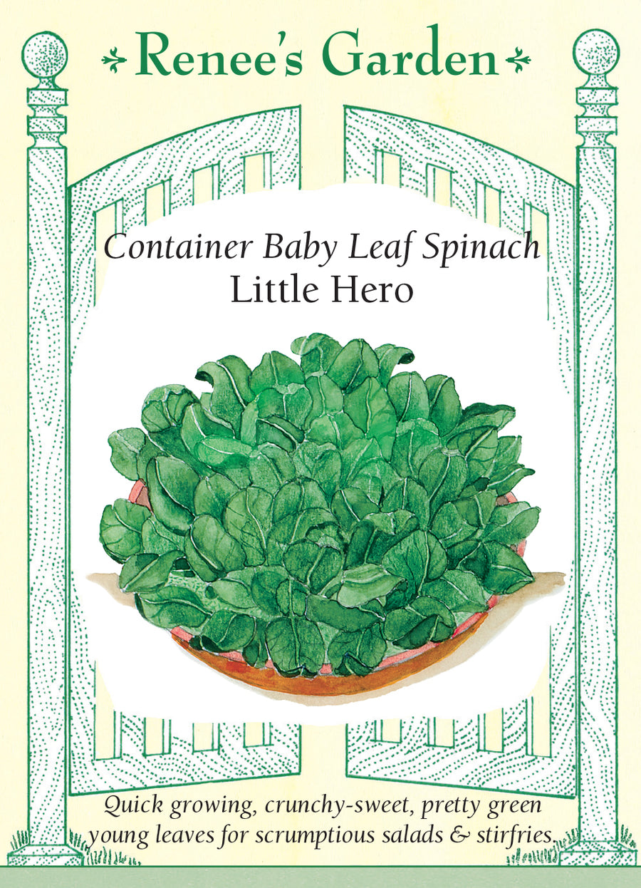 Spinach Little Hero Container Seeds