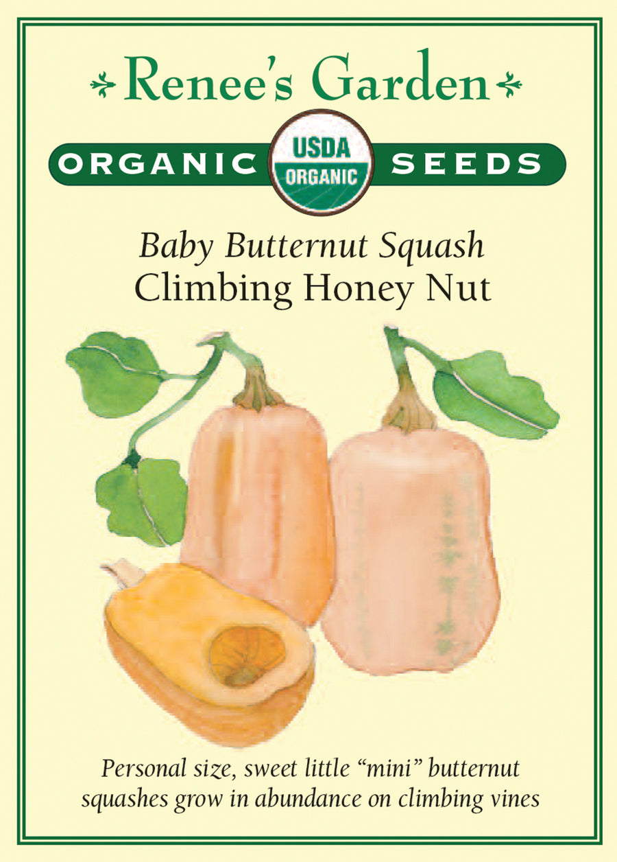 Squash Winter Baby Honey Nut All Natural Seeds