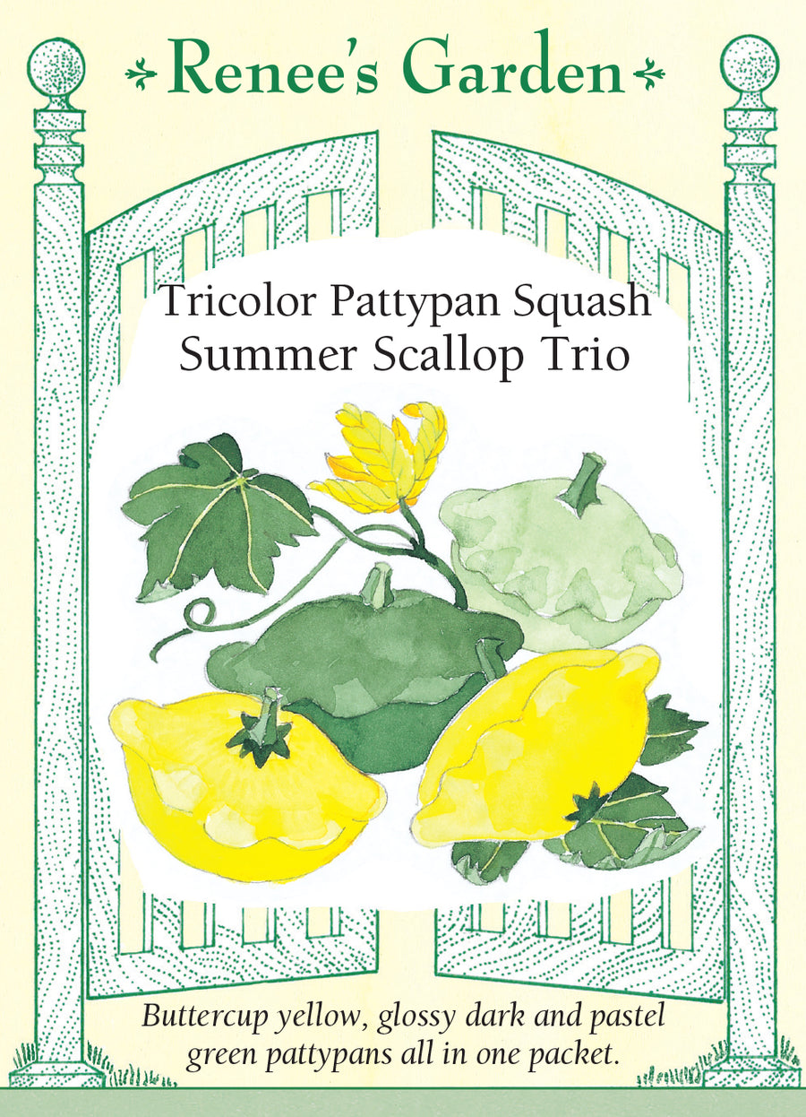 Squash Summer Scallop Trio Seeds