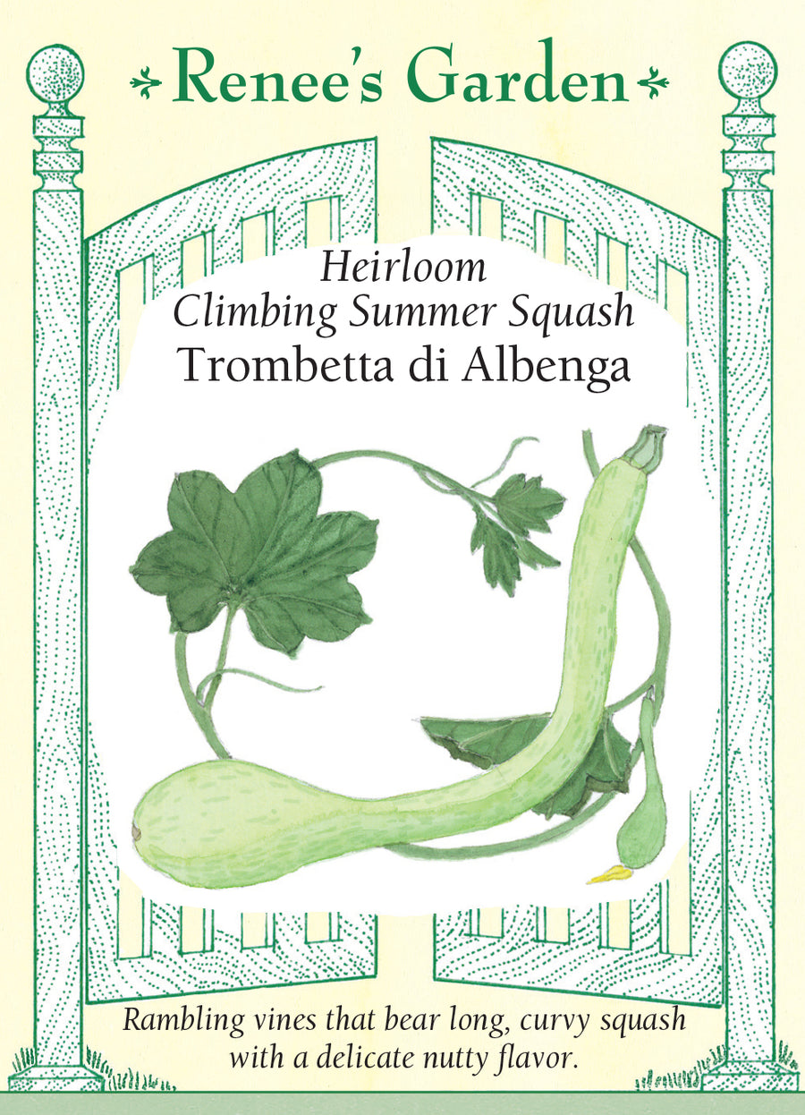 Squash Summer Trombetta di Albenga Climbing Seeds