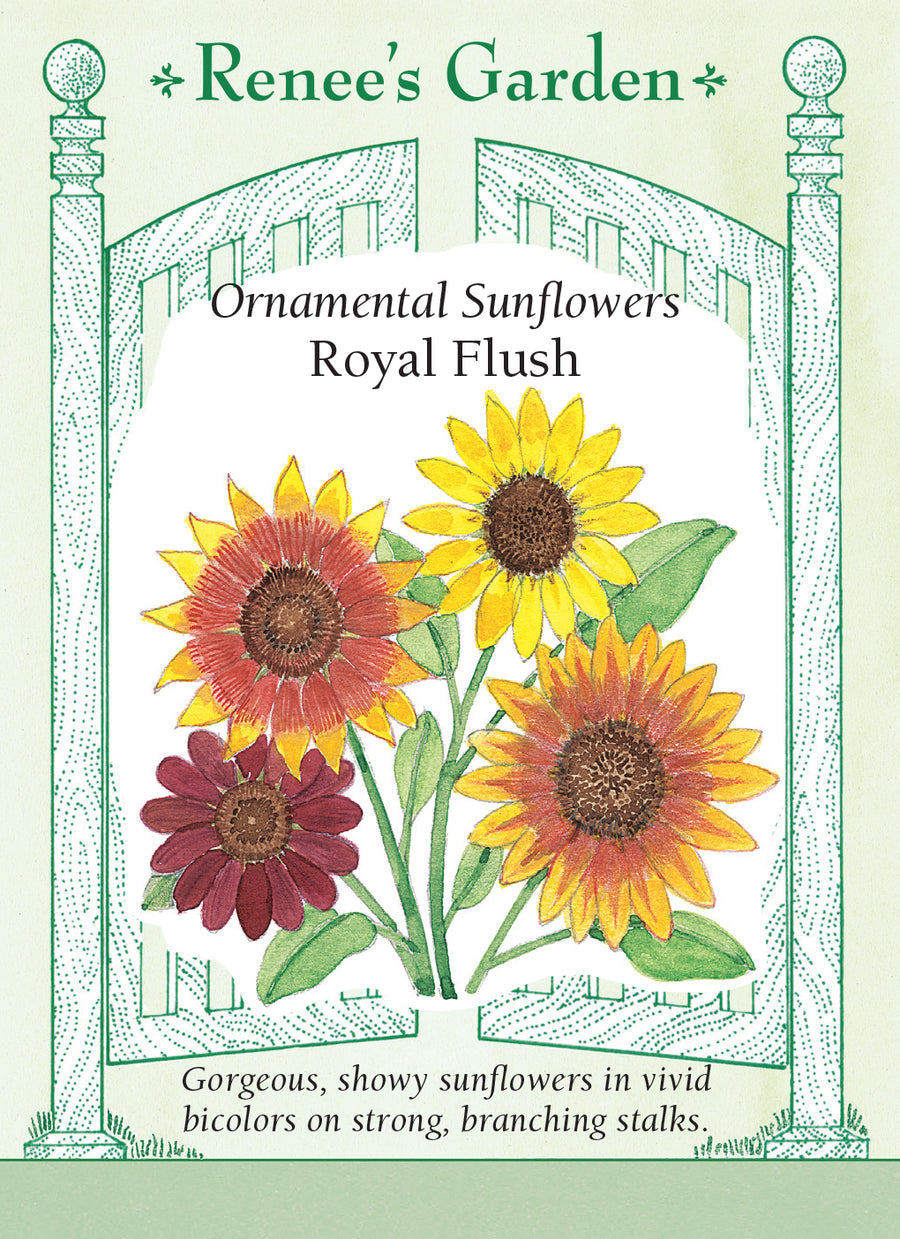 Sunflower Royal Flush Bicolor Seeds