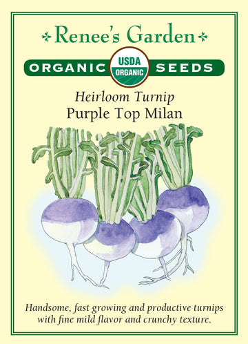 Turnip Purple Top Milan All Natural Seeds