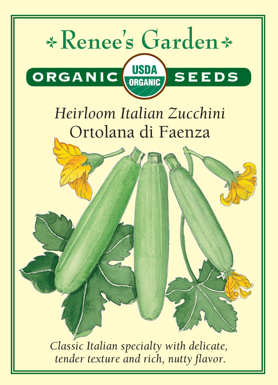 Squash Summer Zucchini Ortolana di Faenza All Natural Seeds