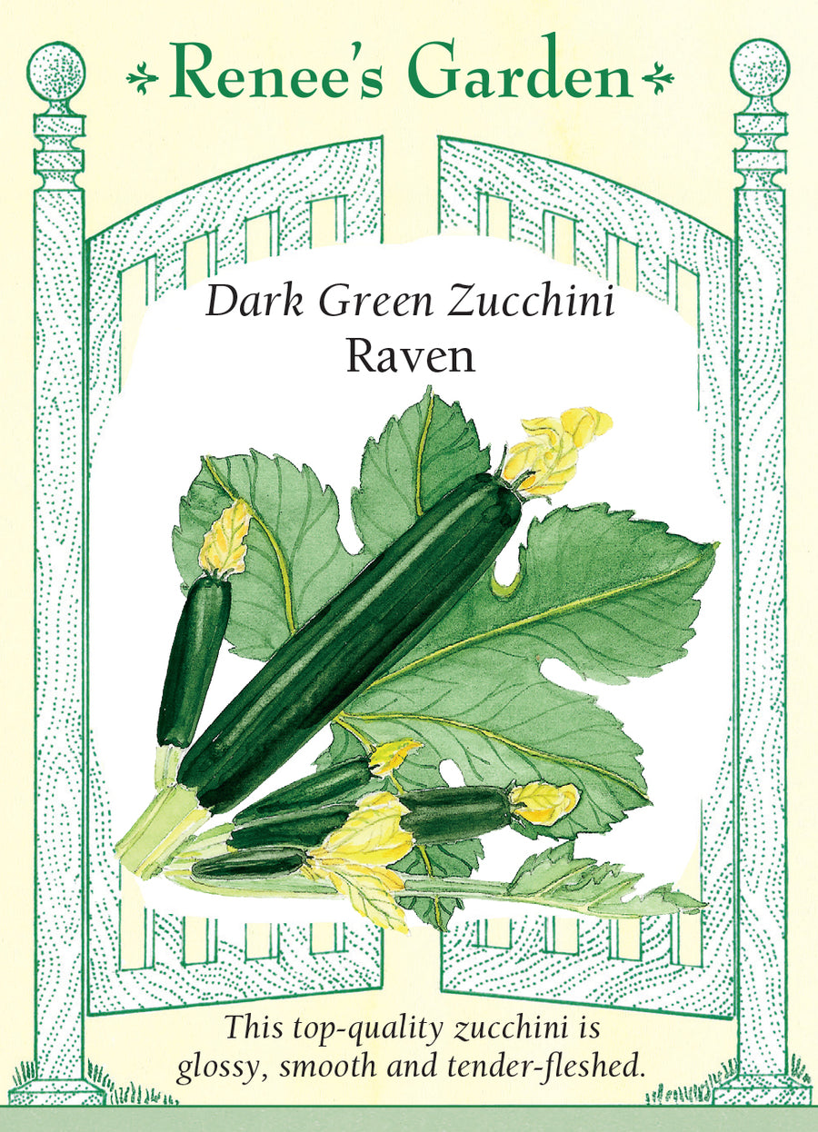Squash Summer Zucchini Raven Seeds