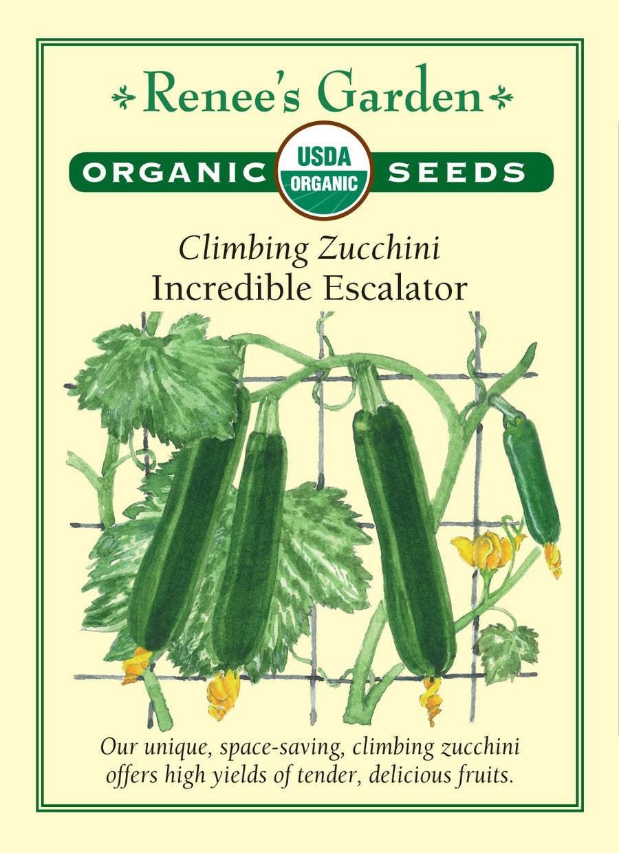 Squash Summer Zucchini Incredible Escalator All Natural Seeds